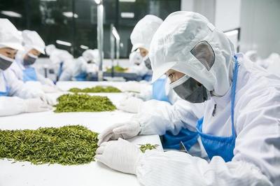 腳踏實(shí)地做好中國茶才是目標(biāo)——杜國楹談茶葉的產(chǎn)品與營銷之道